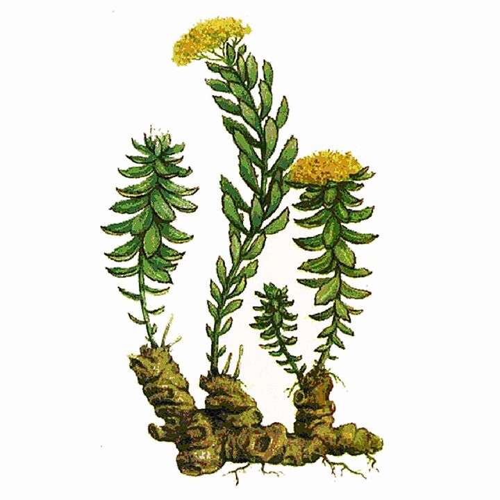 Extrait Rosela Rhodiola dans le cadre du gel Gigant